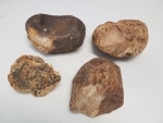 Fossil Coral - Per Kilo